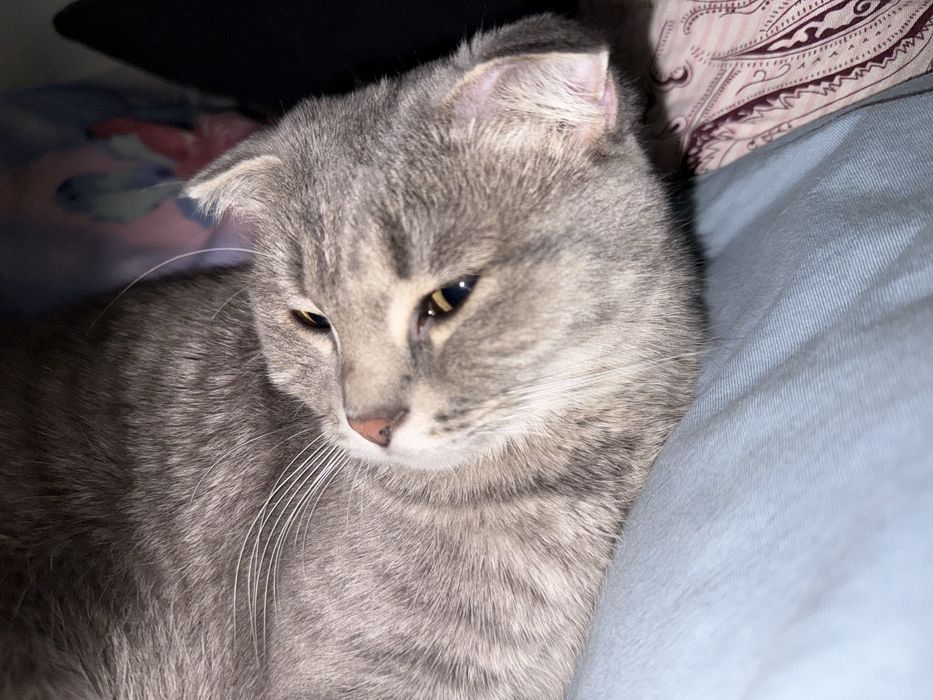 Кошка вислоухая шотландская