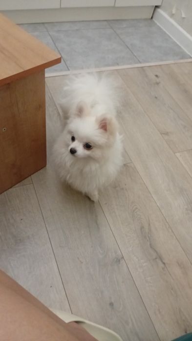 Щпиьц девочка собака