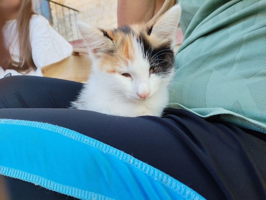 Отдам котёнка бесплатно
