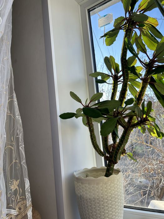 Продам цветы в гошках