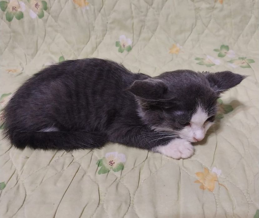 Котята в добрые руки.