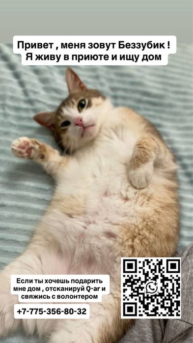 Отдам кота в добрые руки