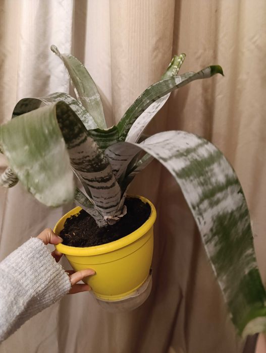 Aechmea planta verde эхмея