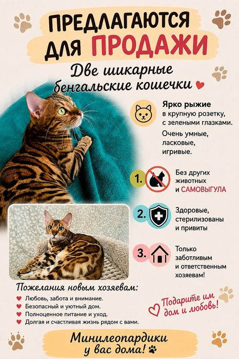 Бенгальская кошечка из лучшего питомника России