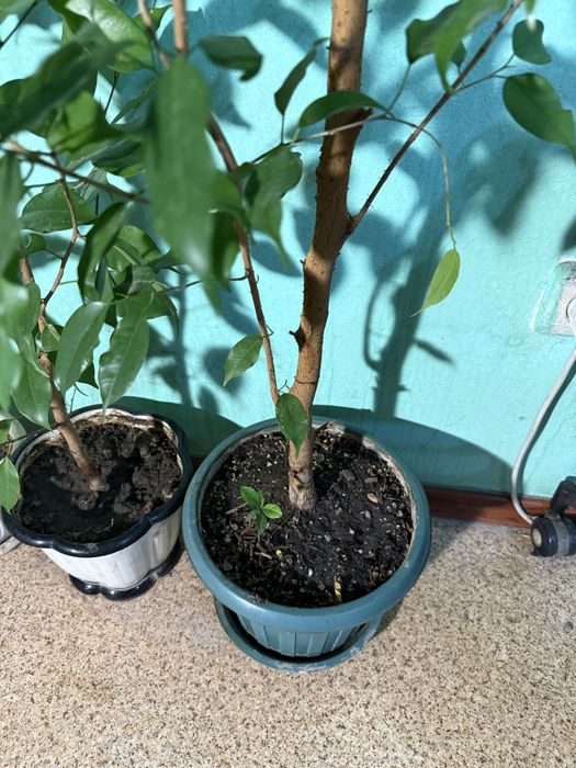 Фикус Бенджамина