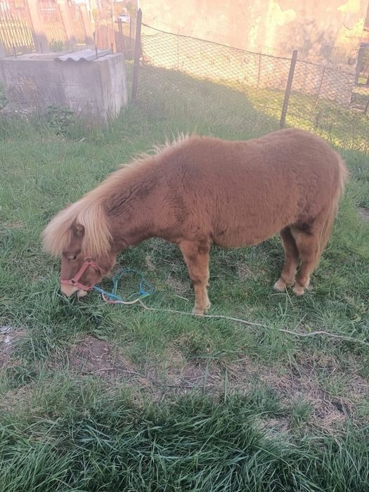 Vând poneita de 1 an jumate la prețul de 3300 lei neg.nr 0758615215