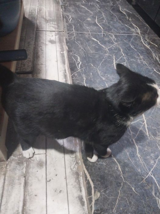 Uy mushuk 500 ming soʻm xaridorlar boʻlsa bemalol murojaat qilishingin