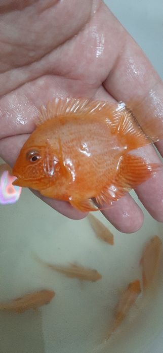 Severum (lojniy diskus)