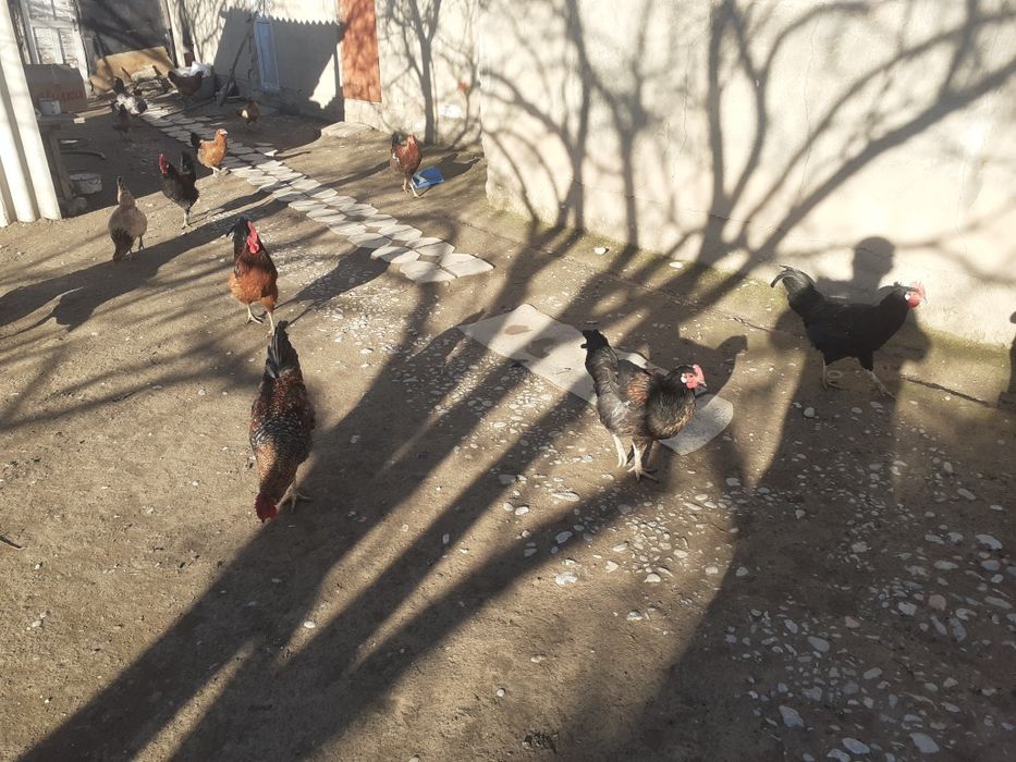 Қораз.Жас қораздар