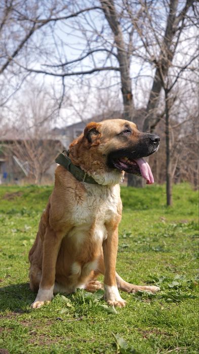 Булочка. Кангал ищет семью. Девочка