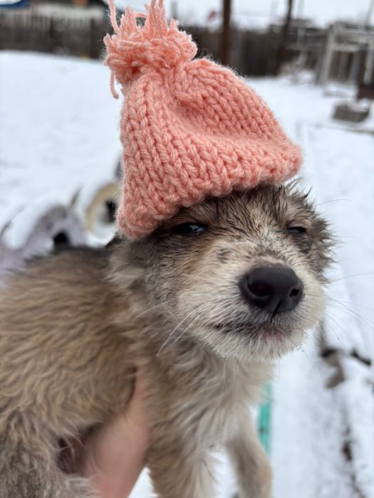 Отдам в добрые руки