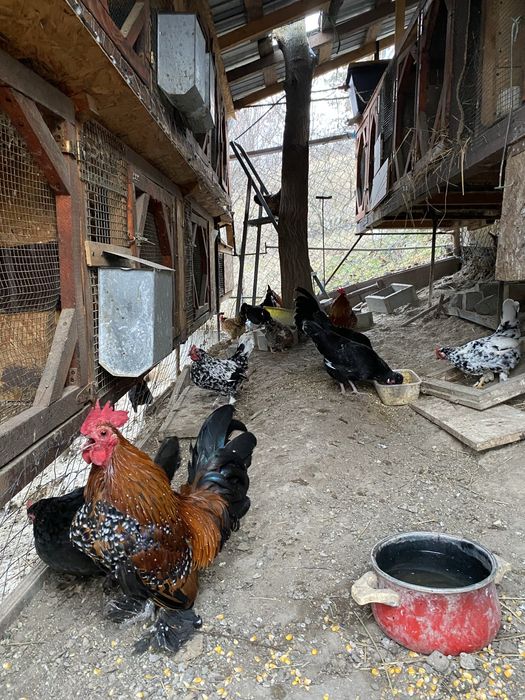 Gaini si cocosi pitici