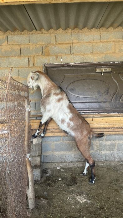 Қой-ешкі, теке, лақ сатылады