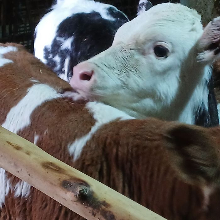 Vitei baltata romaneasca si belgian