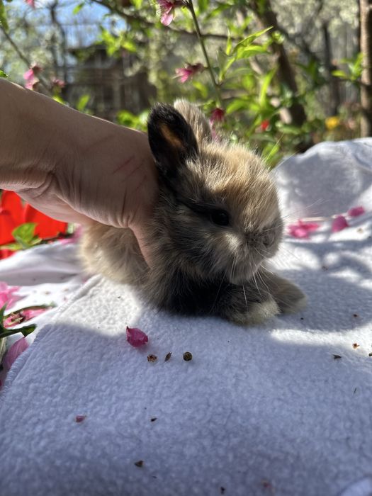 Кролики декоративные карликовые