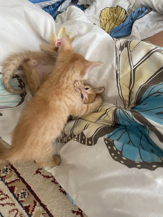 котенок девочки