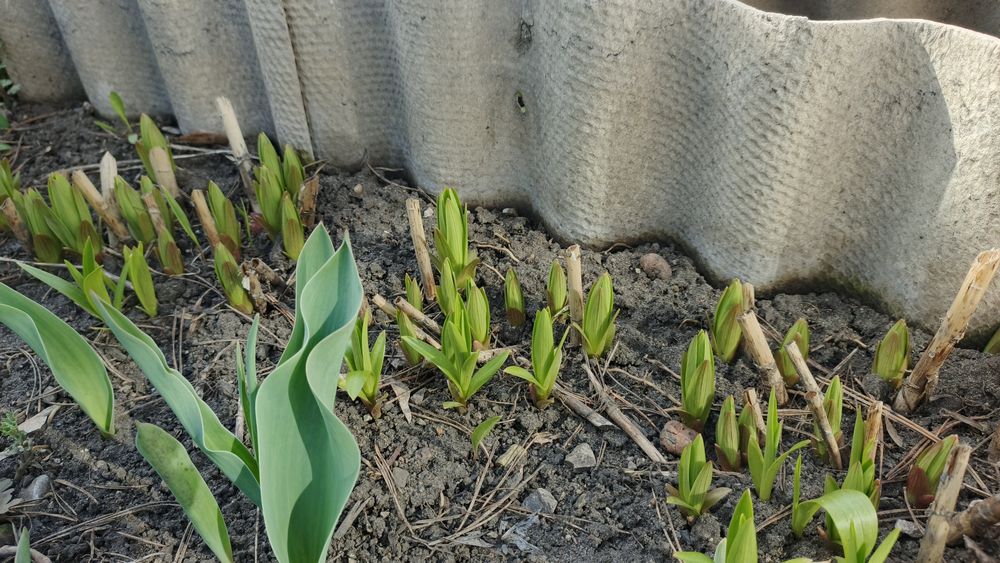 Продам луковицы лилий.