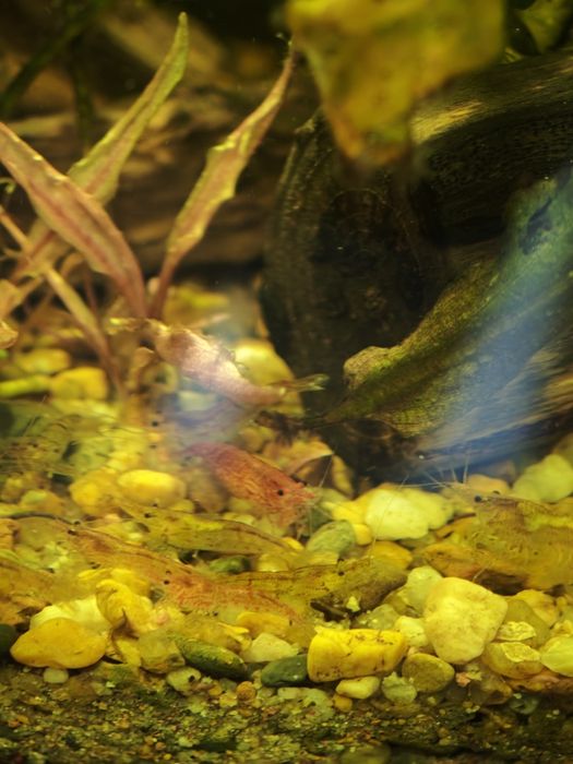 Креветки аквариумные