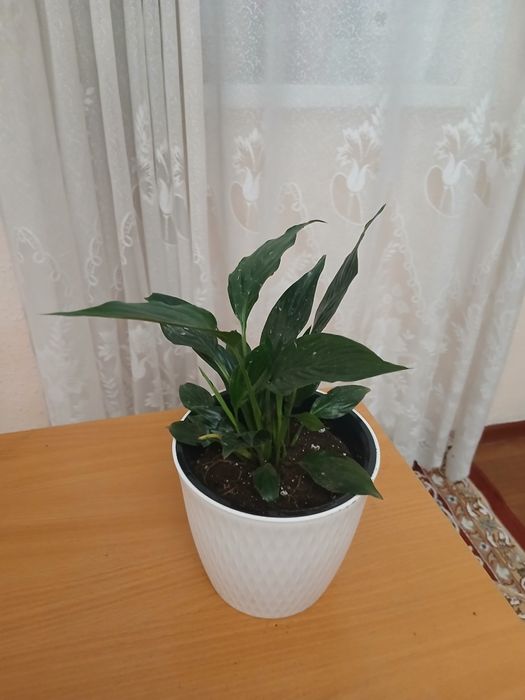 Цветы для дома..