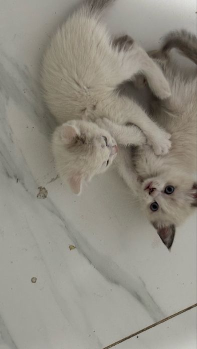 Кошки Породистые
