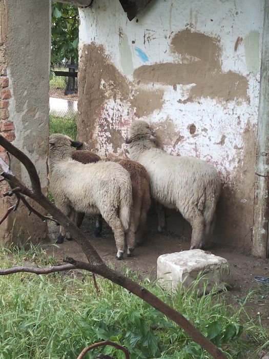 Vând berbecuți  de anul acesta