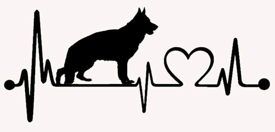 Превоз на домашни любимци в България