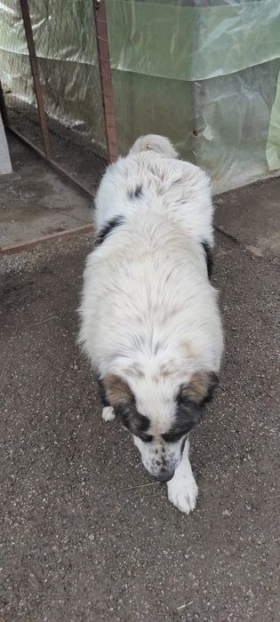 Ciobănesc de Bucovina