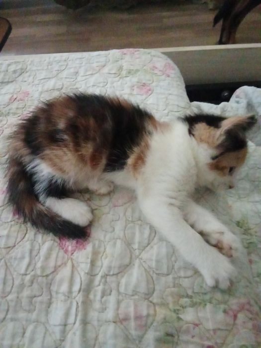 Отдам котят   в хорошие руки