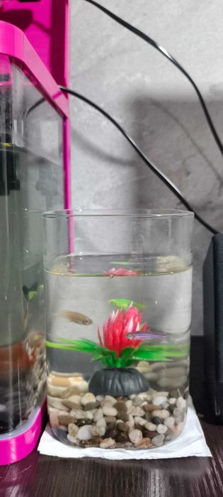 Akvariyum va baliqlar sotiladi srochne