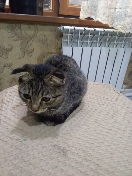 Отдам даром котенка