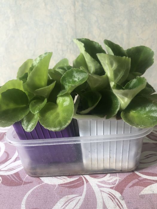 Продается красивые неприхотливые цветы