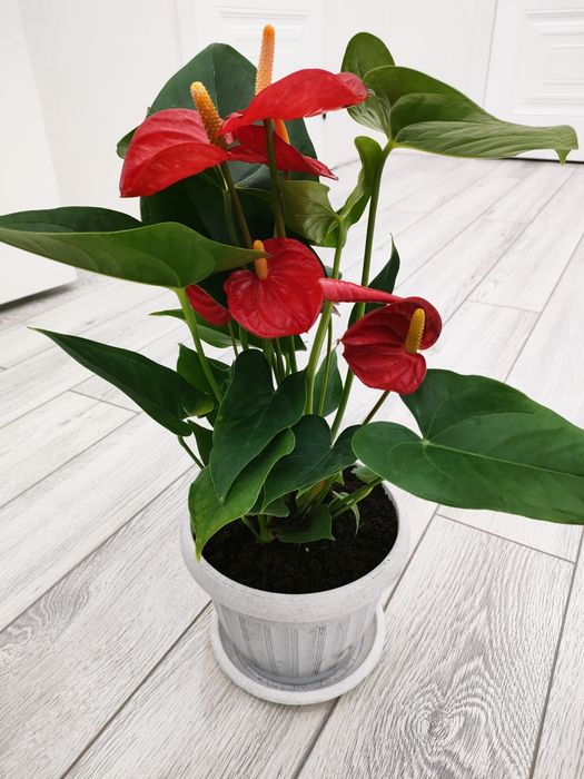 красивые цветы, доставка