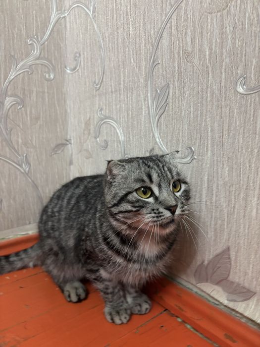 Шатландық мысық