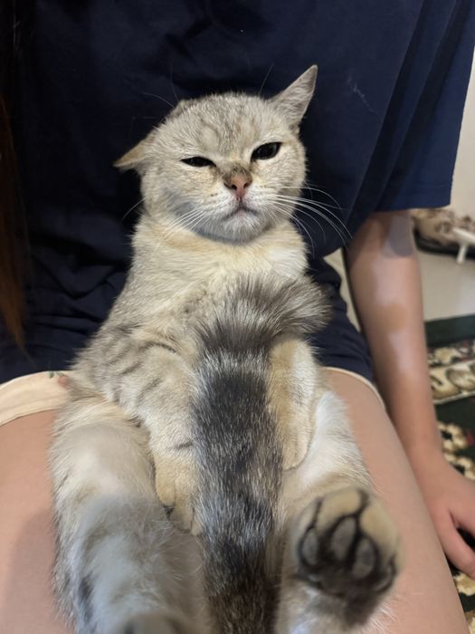 Вислоухий кошка девушка