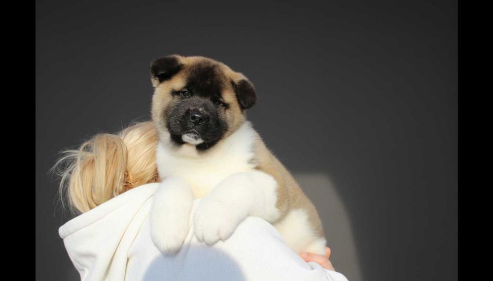 Щенок американской акиты, мальчик