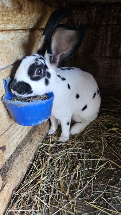 Iepuri rasa Rex bicolor si negri
