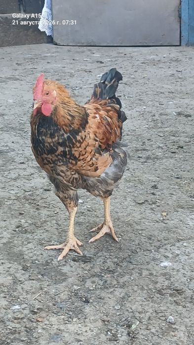 Продам петушков Кученских