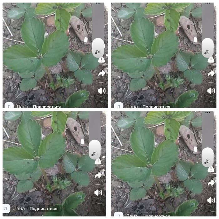 Рассада клубники