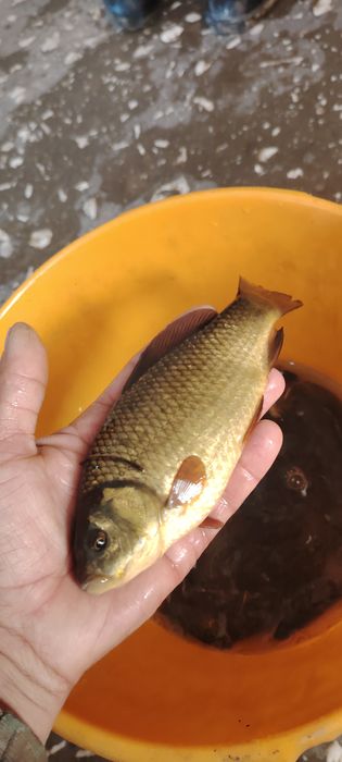 Рыбалка живцы карась