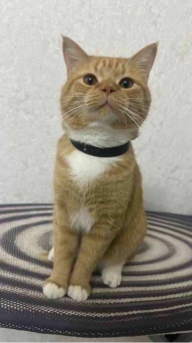 Котик в добрые руки