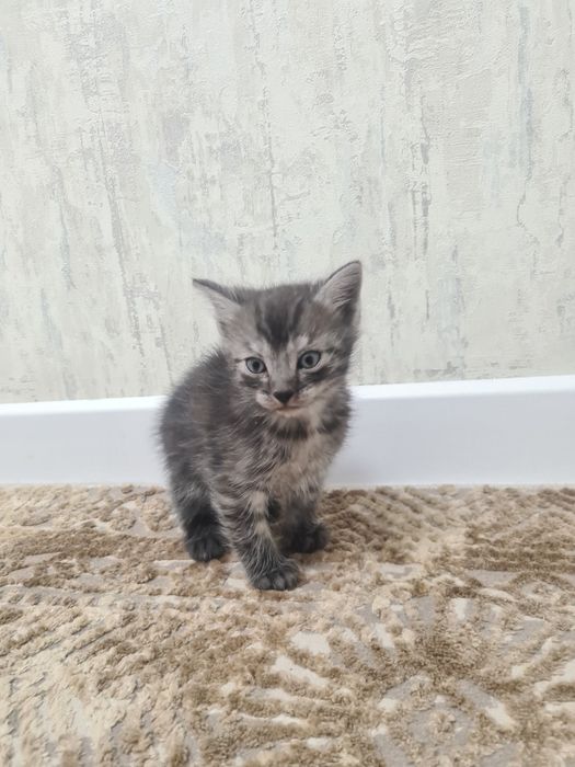 Котята маленькие