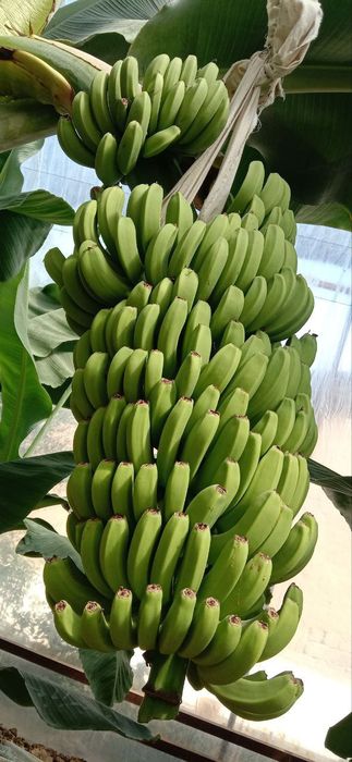 Kivi banan dragon zaytun