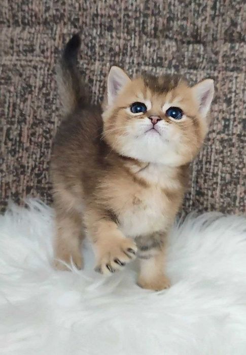 золотая шиншила скотиш страйт текированный мальчик