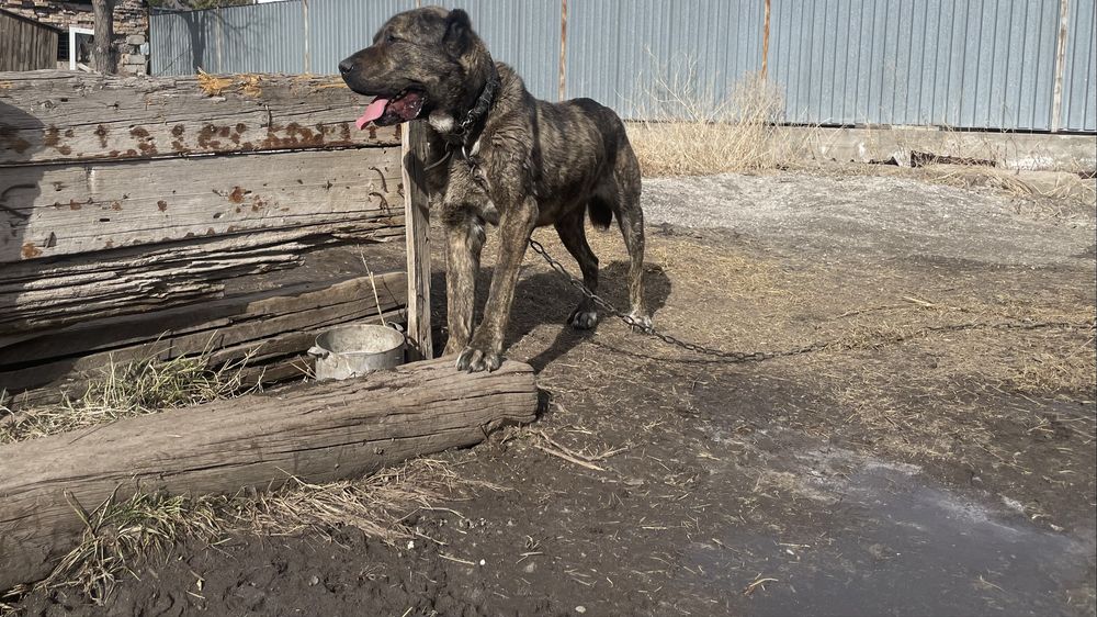 Продается Алабай