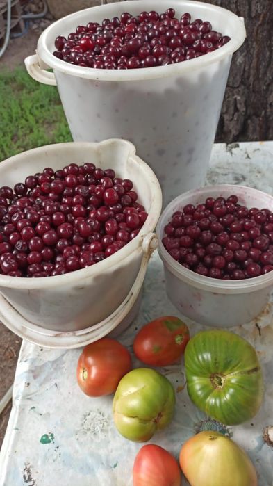 Срочно продам дачу