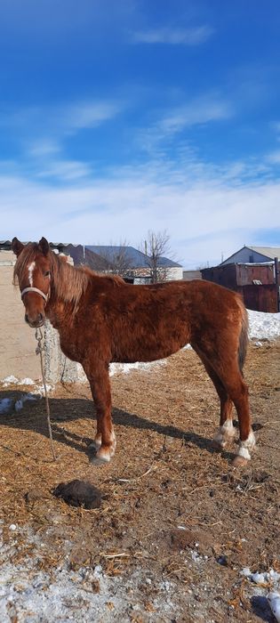 Продам кобылу покрытую