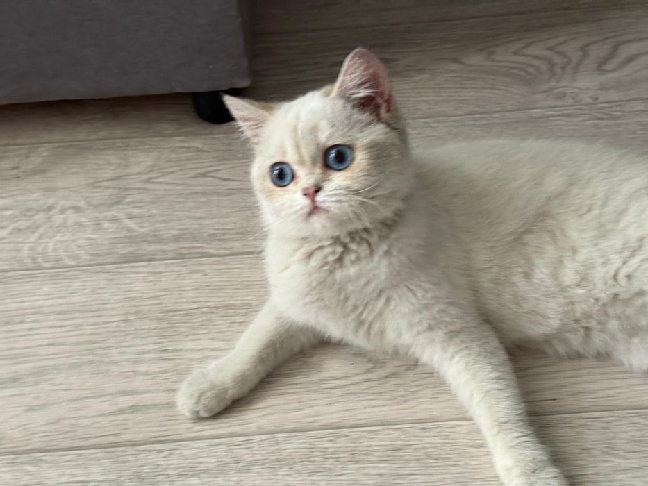Серебряная шиншилла