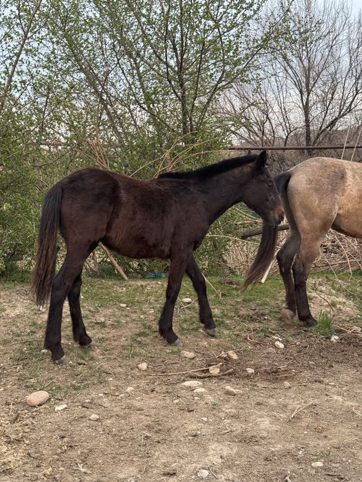 3 тай сатылады 1 жаста срочна
