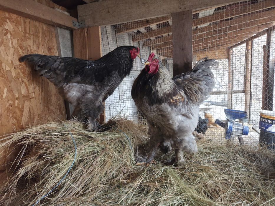 Cocosi brahma de vanzare