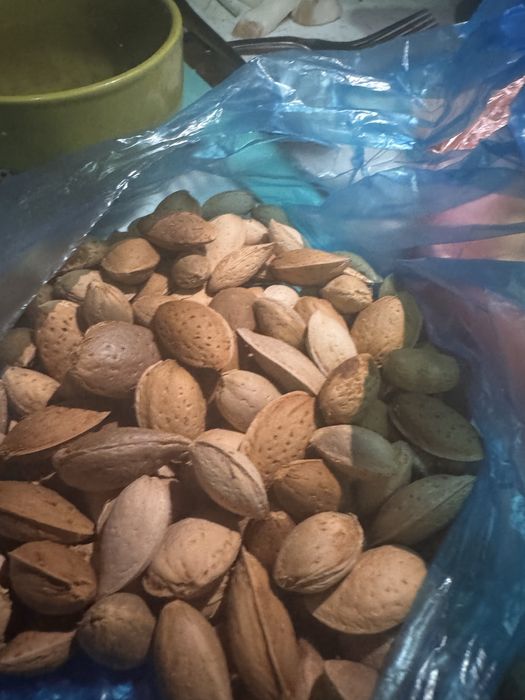 Миндаль горький для лечения